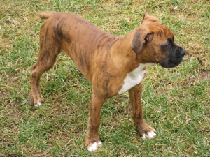 Natas 14wks