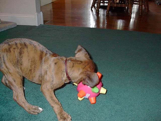 Nate and his bumble ball