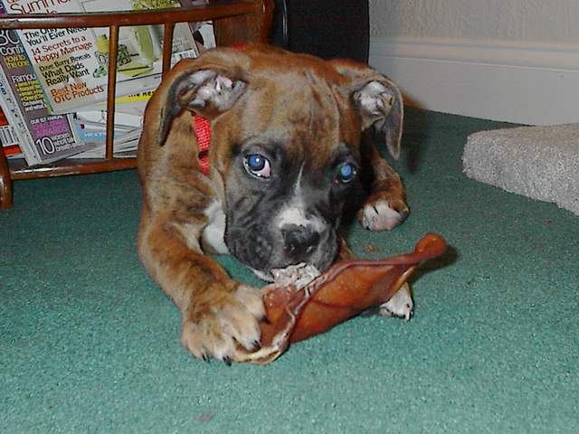 Nate's first pig ear.