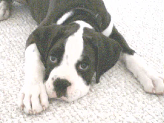 Naughty pup