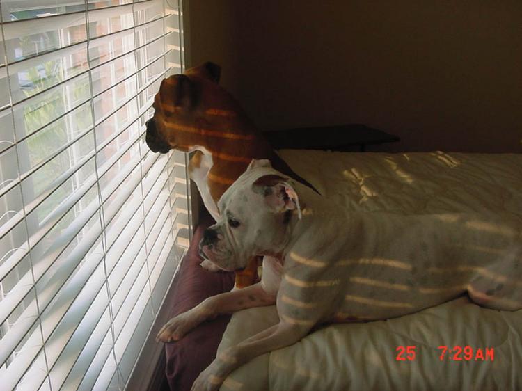Neighborhood Watch Committee
