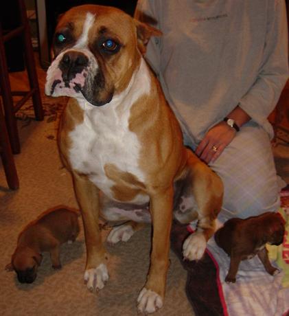 nelly and foster pups