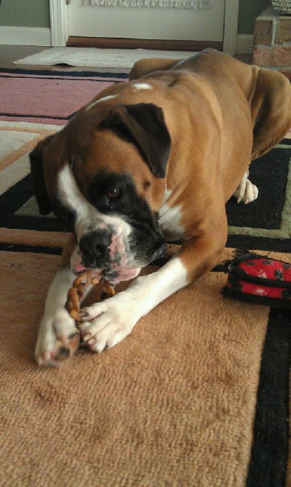 Neo, our rescued Boxer