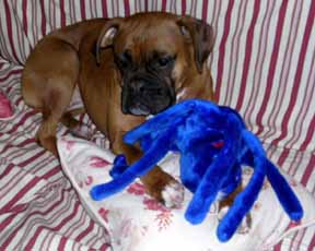 Nessa and her new toy
