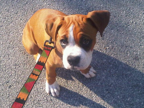 Nesta on leash