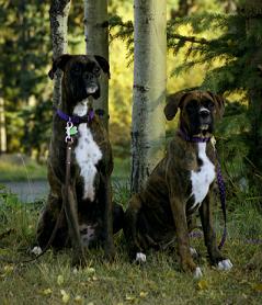 Nestle and Aero