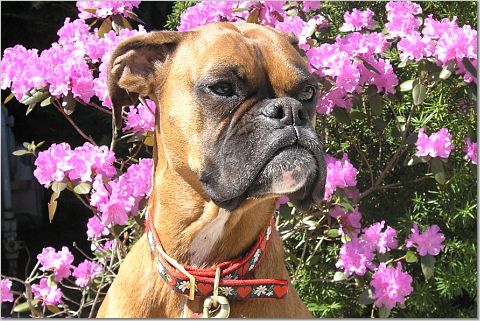 Nestle in Spring