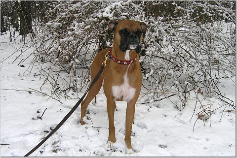 Nestle in winter