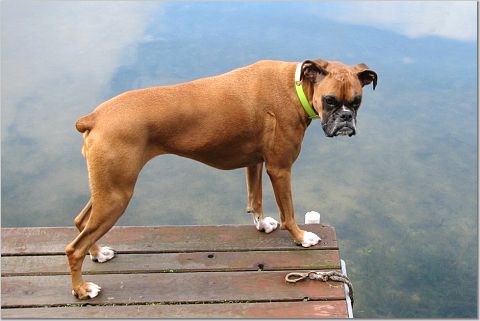 Nestle on Pier