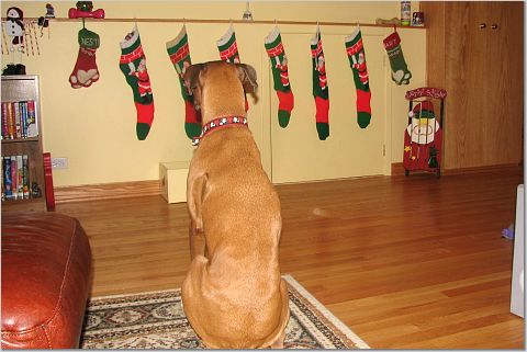 Nestle on Xmas Morning