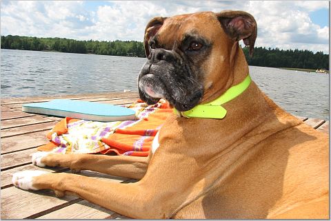 Nestle Sunbathing