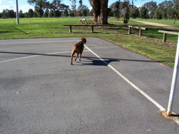 Netball,anyone?