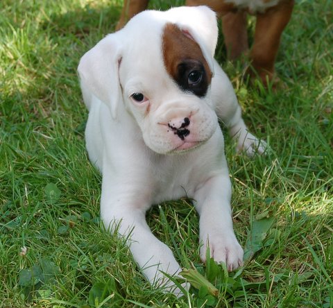 Neva 5 weeks