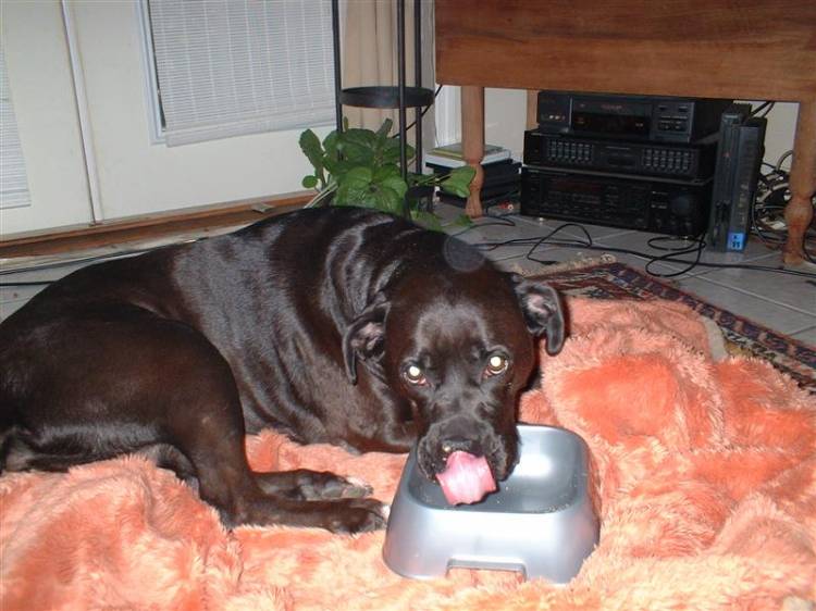 Never Missed A Meal