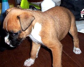new baby Suniboy