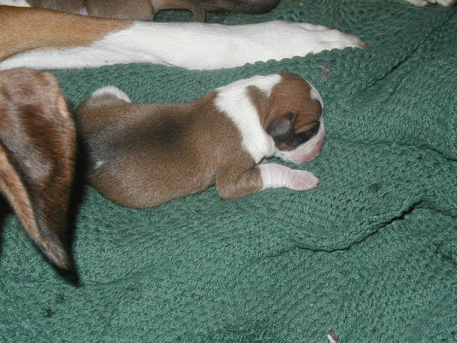 New Baby