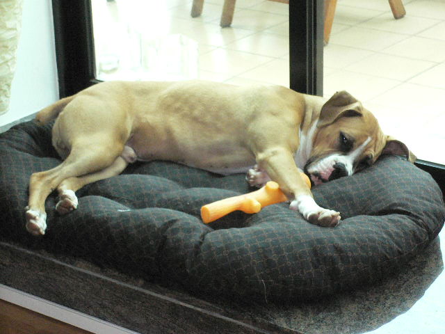 New bed.