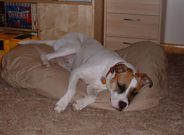 New Bed