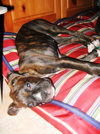 New Bed