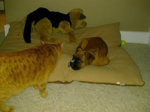 New Bed!