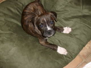 New Bed!