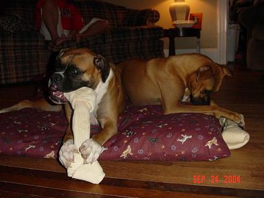 New beds & bones