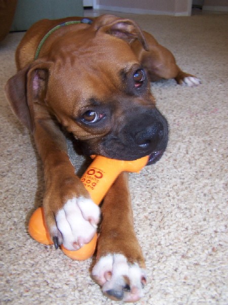 new bone