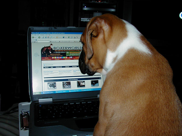 New Boxer World Fan