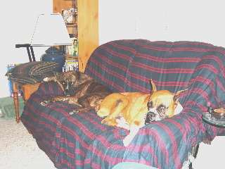 New boy Jake and Belle