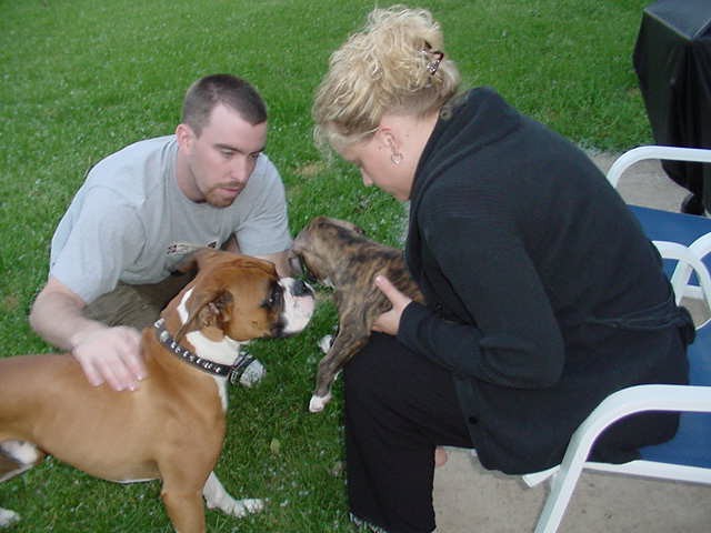 New Brindle puppy meets her new brother