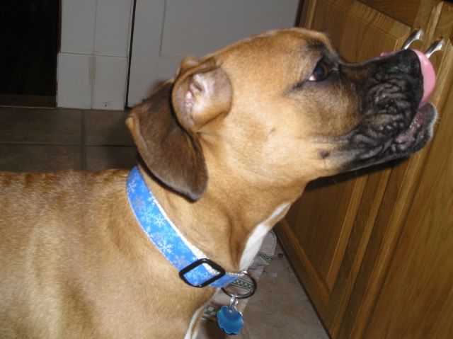 new collar