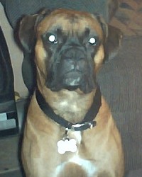 New Collar