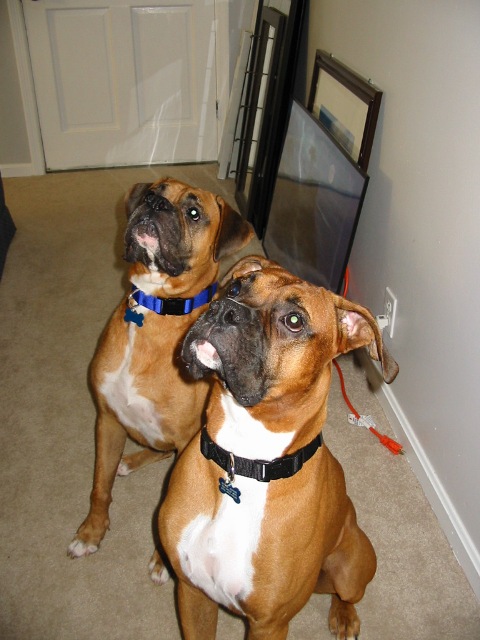 New collars for Christmas