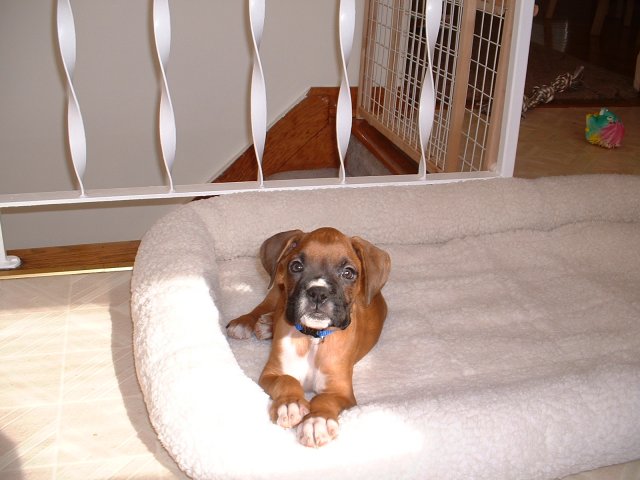 New DogBed