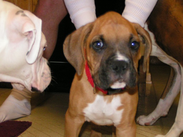 New foster puppy