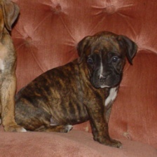 new little boy