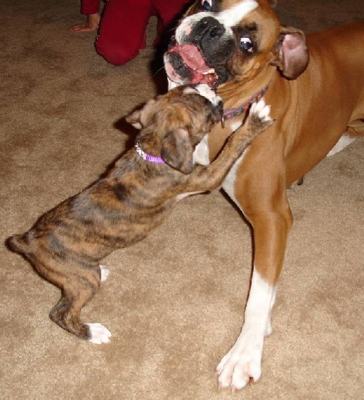 New Playmate