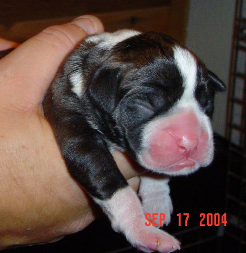 New Pride and Joy of the family!!!