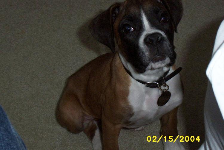 new pup