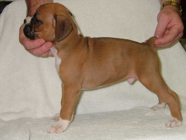new pup