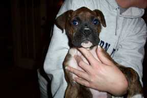 New Puppie