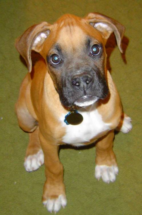 New Puppy
