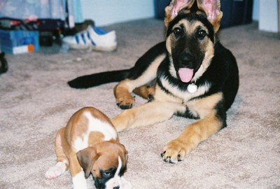 New puppy