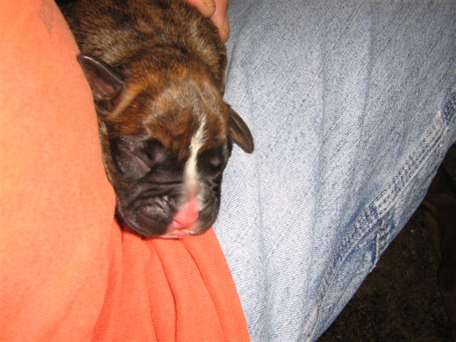 New Puppy