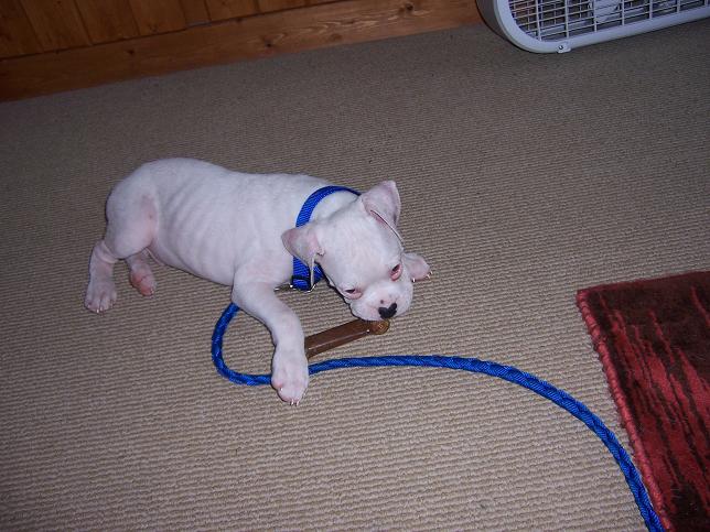 New puppy!