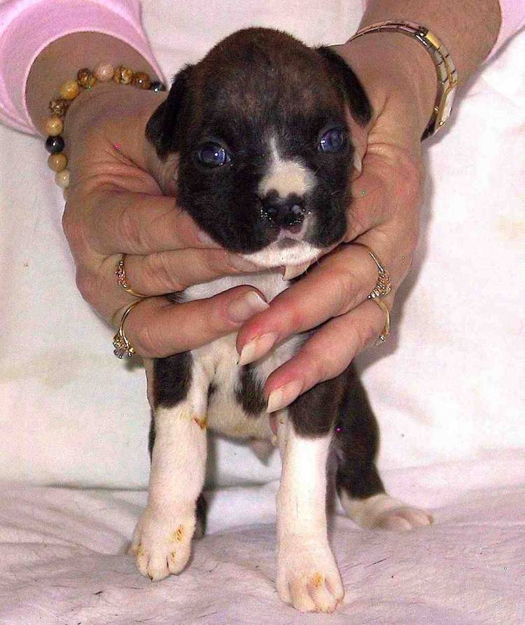 New Puppy?
