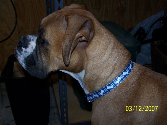 New Spring Collar