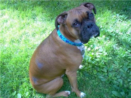 New Turtle Collar