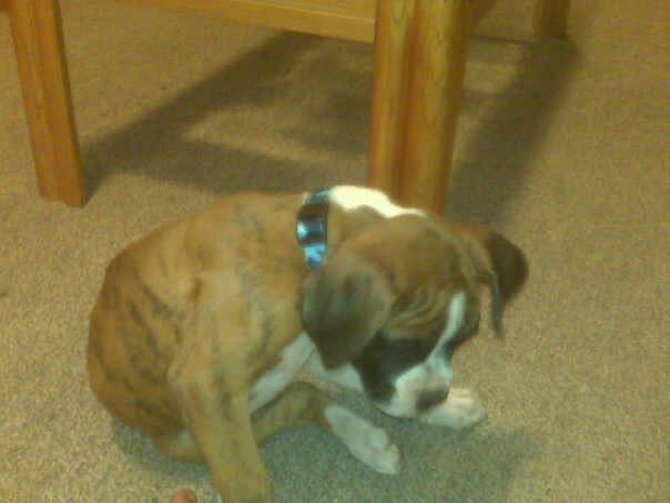 new_collar1