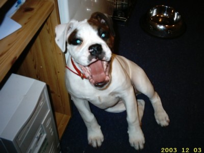 new_dogs_012